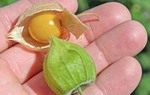 Loại quả ở Việt Nam mọc đầy đường, người Nhật lại bán gần triệu 1 kg 