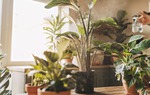 5 loại cây cảnh ngăn ngừa nấm mốc và giúp bầu không khí trong lành