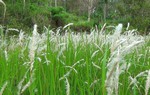 Những bài thuốc từ rễ cỏ tranh giúp thanh nhiệt, hỗ trợ điều trị nhiều bệnh lý