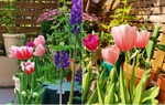 Người phụ nữ tự tay cải tạo khu vườn 40m2 khiến ai nhìn cũng mê