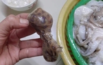 Loại bạch tuộc độc gấp 50 lần rắn hổ mang, gây tử vong nhanh