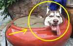 Đưa chó Husky về quê nghỉ lễ, vừa tới nhà 15 phút chủ đòi "từ mặt" thú cưng