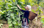 "Người đẹp Hợp tác xã" nỗ lực tăng giá trị cho sản phẩm trà hoa vàng 