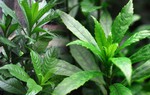 Hướng dẫn cách dùng lá xương sông để trị ho, tiêu đờm