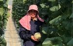 Hà Tĩnh: Nữ giám đốc HTX thành công với mô hình dưa lưới nhà màng