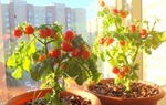 Cách trồng cà chua tại nhà lớn nhanh như thổi trong mùa hè