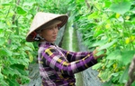 Cần tổ chức lao động nữ khu vực phi chính thức vào chuỗi giá trị sản xuất nông nghiệp