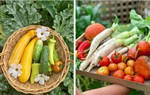 Khu vườn đủ loại rau sạch của nhà có 3 chị em gái