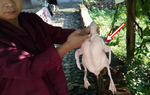 Mổ vịt bất ngờ đụng trúng "vật thể lạ trong suốt", tưởng đồ bỏ hóa ra giá hơn 300 tỷ