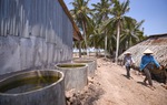 Cấp bách chuẩn bị các phương án ứng phó với hạn mặn vùng Đồng bằng sông Cửu Long