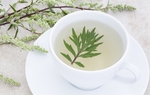 3 loại cây "thảo dược", hiệu quả điều trị đau đầu do thay đổi thời tiết