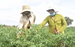 Trà Vinh: Giảm thiểu tảo hôn và hôn nhân cận huyết trong đồng bào dân tộc Khmer