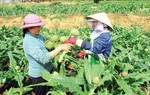 Hỗ trợ phát triển sản xuất, nuôi trồng dược liệu