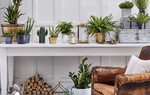 Tham khảo những ý tưởng sáng tạo để trồng cây xanh trong nhà 