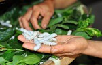 "Sống khỏe" nhờ trồng dâu nuôi tằm