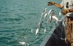 "Dùng lưới đánh cá làm thế nào để nâng được 10kg nước?" - Ứng viên đáp gọn được nhận vào làm