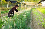 Sức sống mới từ sản phẩm nông nghiệp xanh