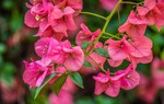 Hoa giấy không chỉ đẹp mà còn có nhiều công dụng đối với sức khoẻ