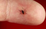 Những điều cần biết về bệnh Lyme