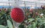 Loại quả được mệnh danh là "trứng của mặt trời", giá gần 100 triệu đồng/cặp