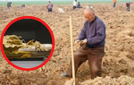 Cuốc đất đụng cây rau bán đầy ngoài chợ, lão nông bất ngờ được vinh danh 