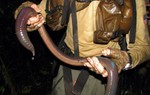 Bí ẩn về loài giun Ecuador, dù là giun đất nhưng lại to bằng con rắn