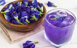 Đây là bộ phận có chứa độc tố của cây hoa đậu biếc, nên thận trọng 