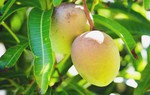 8 lợi ích của lá xoài có thể bạn chưa biết