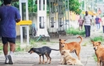 Vì sao chó bỗng trở thành mối nguy hại mới tại Ấn Độ?