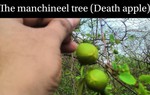 Tại sao Manchineel được coi là loài 'cây sát thủ'?