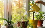 7 cách đơn giản giúp vườn rau của bạn luôn tươi tốt