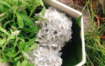 Loại rau mọc dại khắp cánh đồng, được dùng làm bánh, làm thuốc dưỡng phổi, hạ huyết áp
