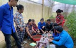 Công nghệ vi sinh bản địa IMO về với phụ nữ Pa Cô ở A Lưới