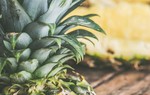Bộ phận ít dùng từ cây dứa mang lại nhiều lợi ích cho sức khoẻ
