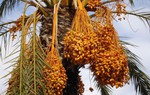Loại quả được mệnh danh "ngọc sa mạc", là thực phẩm vàng cho tim 