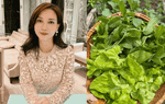 Khu vườn trồng nhiều rau thơm, bầu bí đậm vị quê hương ở Mỹ