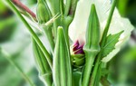 Loại quả được ví như "sâm xanh" sạch tiêu hoá, giảm mỡ máu, tốt cho gan