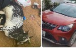 3 công an bắn chết dê của người dân ở Hà Nội sẽ bị xử lý như thế nào?