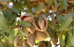 Ăn 1 nắm nhỏ hạt này mỗi ngày, vừa no lâu, giảm cân còn trẻ ra trông thấy
