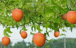 Loại quả mọc dại nhiều tại Việt Nam được thế giới công nhận rất tốt cho sức khoẻ
