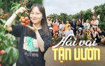 Lịch trình 2 ngày ngắm "dòng sông đỏ" ở thủ phủ vải miền Bắc
