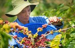 Cà phê robusta ngày càng được ưa chuộng: Lo ngại giá cả tăng vì thời tiết khắc nghiệt
