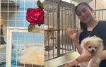 Khởi nghiệp bằng Dự án "nhà trẻ" cho thú cưng
