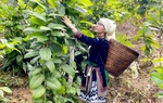 9 nhóm giải pháp để 60% trở lên hợp tác xã nông nghiệp hoạt động tốt, khá năm 2025