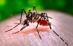 Các triệu chứng sốt xuất huyết Dengue so với sốt Chikungunya khác nhau như thế nào?