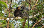 Con người chính là nguyên nhân khiến cho loài khỉ lai bí ẩn" xuất hiện ở đảo Borneo?