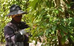 Công điện của Thủ tướng Chính phủ về việc hỗ trợ các doanh nghiệp xuất khẩu hồ tiêu sang thị trường UAE