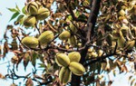 Những tác dụng bất ngờ của hạt hồ đào đối với sức khỏe