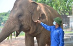 Lãnh đạo Vườn thú Hà Nội thông tin mới về 2 con voi bị xích chân