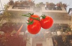 Đối phó với khủng hoảng, người đàn ông thu hoạch 2 tạ rưỡi cà chua trồng tại ban công nhà